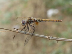 Trithemis annulata