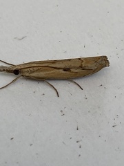 Agriphila geniculea