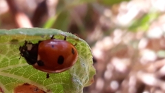 Coccinella septempunctata