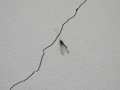 Ululodes macleayanus