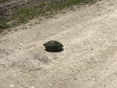 Trachemys scripta scripta