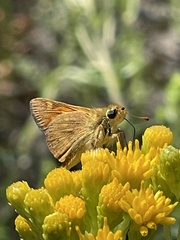 Ochlodes sylvanoides