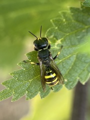 Ectemnius cephalotes