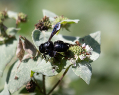 Megachile xylocopoides