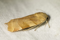 Noctua fimbriata
