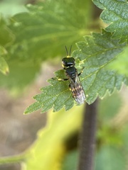 Ectemnius cephalotes