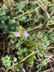 Euphrasia stricta
