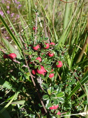 Cotoneaster integrifolius