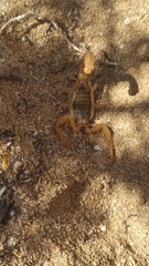 Aegaeobuthus gibbosus