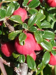 Cotoneaster integrifolius