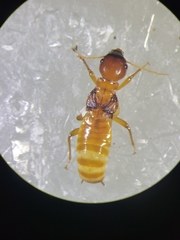 Zootermopsis