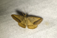 Isturgia arenacearia