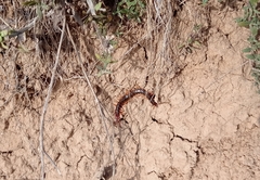 Scolopendra cingulata