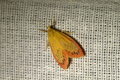 Miltochrista miniata