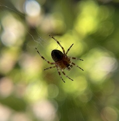 Araneus diadematus