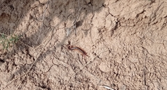 Scolopendra cingulata