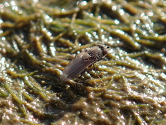 Sphaeroceridae