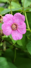 Rubus odoratus