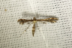 Oxyptilini