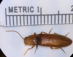 Hemicrepidius melanophthalmus