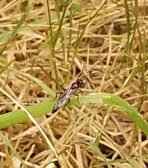 Ichneumon deliratorius