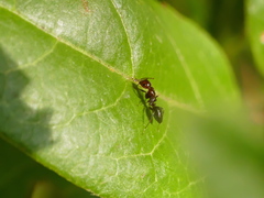Camponotus lateralis