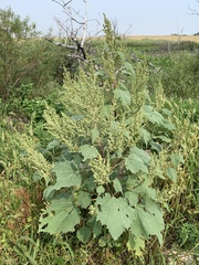 Cyclachaena xanthiifolia