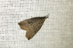 Hypena rostralis