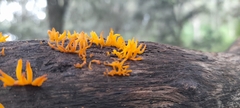Calocera