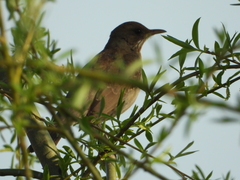 Turdus amaurochalinus