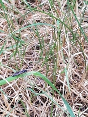 Ichneumon deliratorius