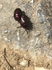 Chrysomeloidea