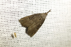 Hypena rostralis