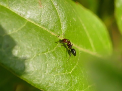 Camponotus lateralis