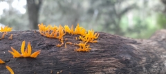 Calocera