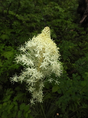 Xerophyllum tenax