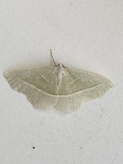 Campaea margaritaria