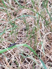 Ichneumon deliratorius