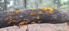 Calocera
