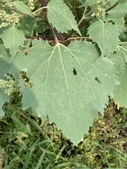 Cyclachaena xanthiifolia