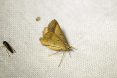 Isturgia arenacearia