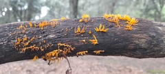 Calocera