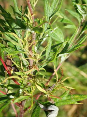 Aceria marginemvolvens