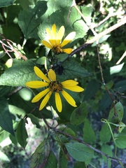 Helianthus strumosus