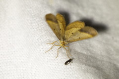 Isturgia arenacearia