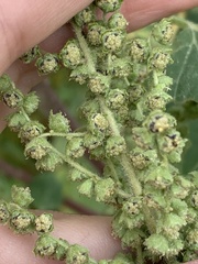 Cyclachaena xanthiifolia