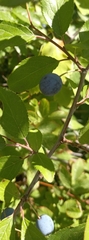 Prunus spinosa