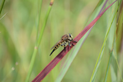 Promachus rufipes