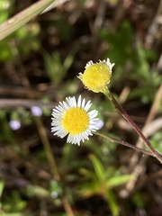 Erigeron quercifolius