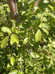 Prunus spinosa